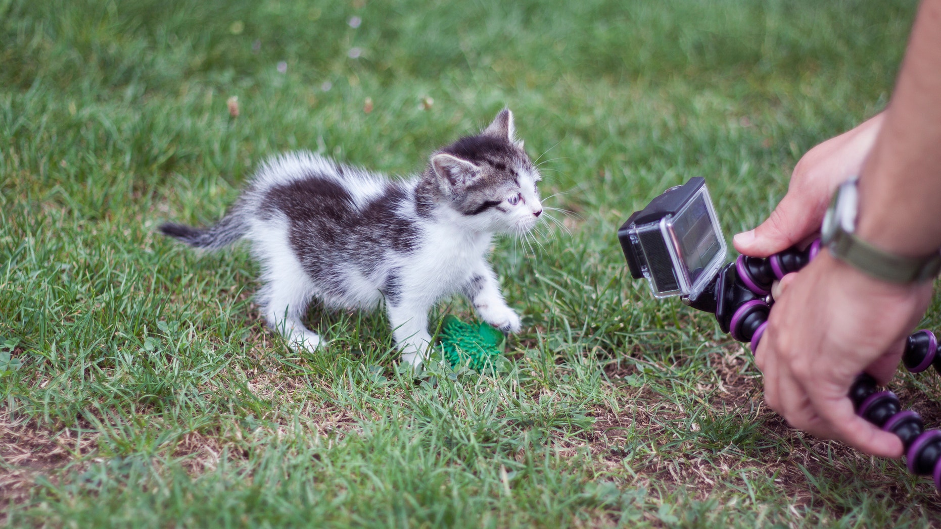 a horizontal view of a cat being recorded with a videocamera