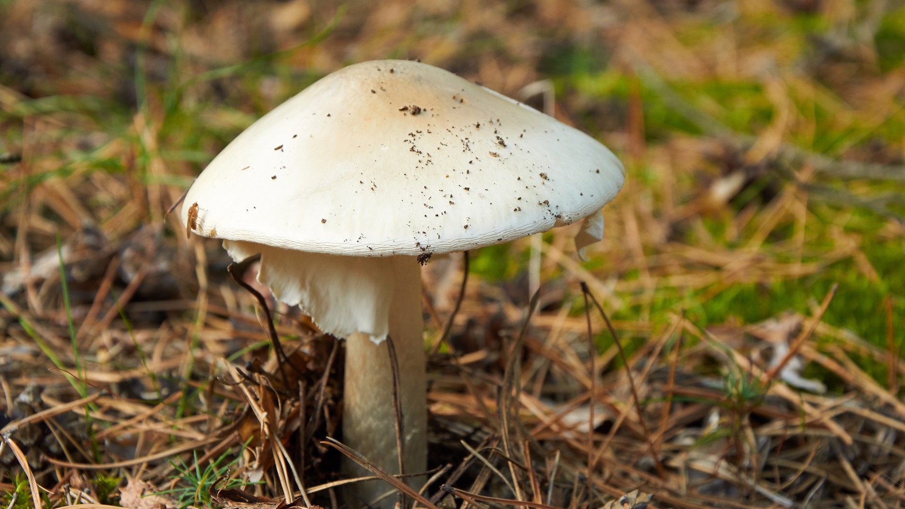 Dangerous Amanita phalloides, commonly known as the death cap
