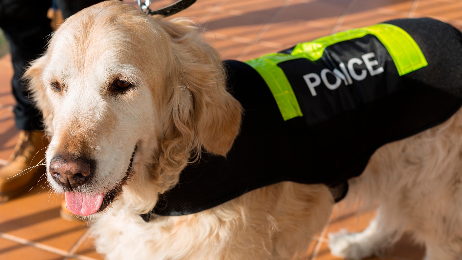 Golden Retriever dog with distinctive police