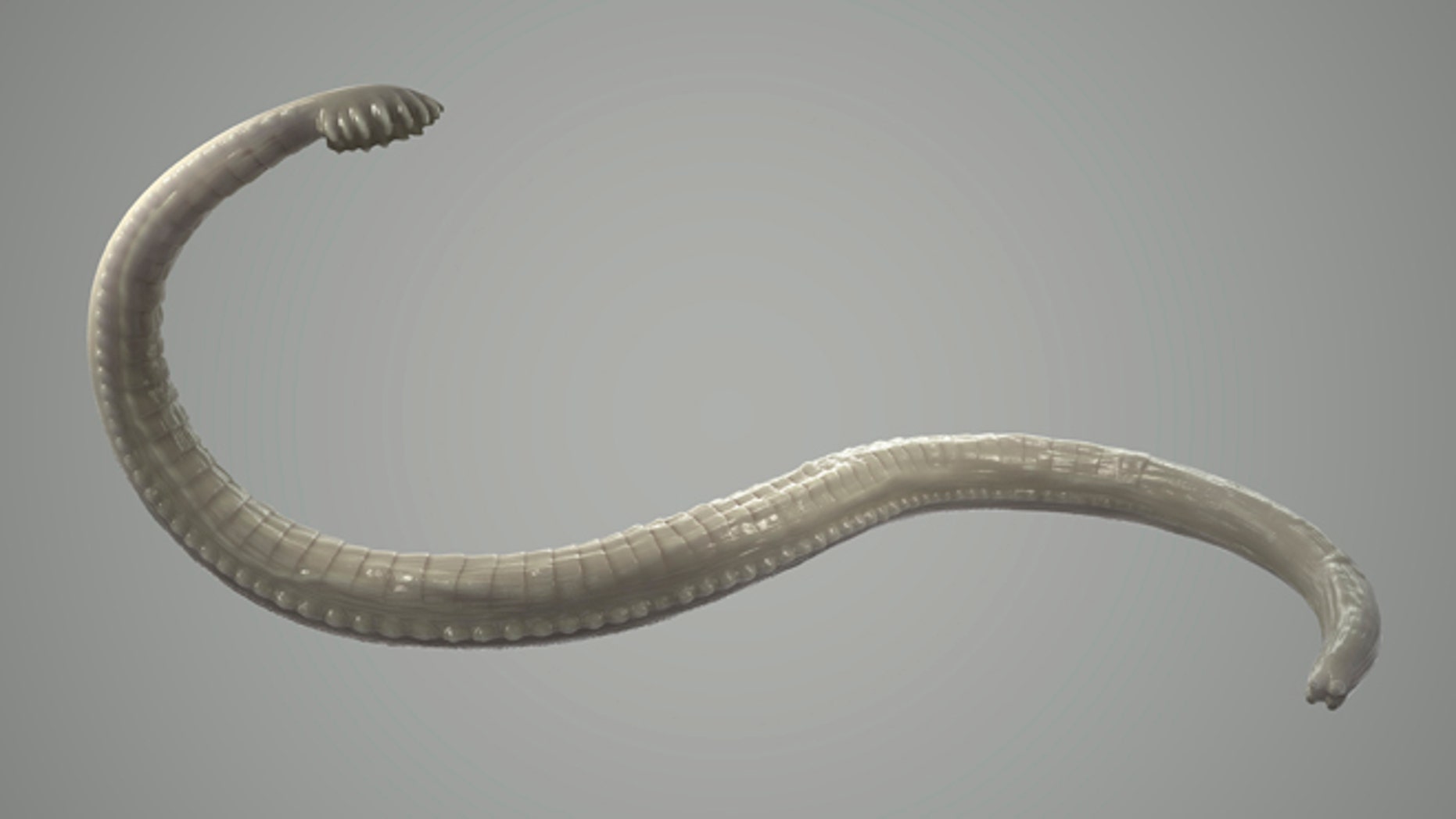 A tapeworm is a parasite that you can get if you eat the infected and undercooked meat of an animal.