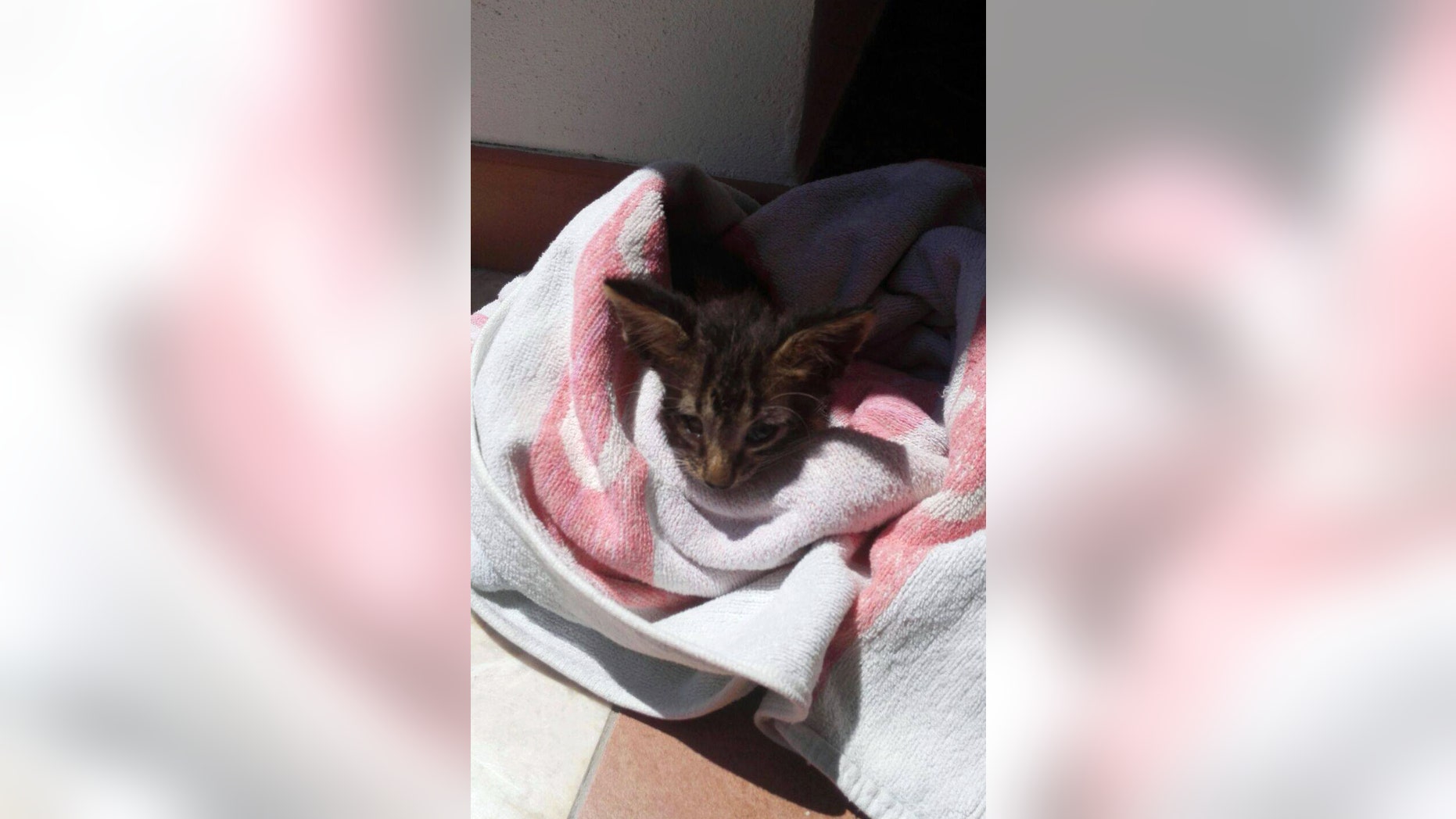 A kitten is wrapped in a towel after being rescued by the Italian Coast Guard.