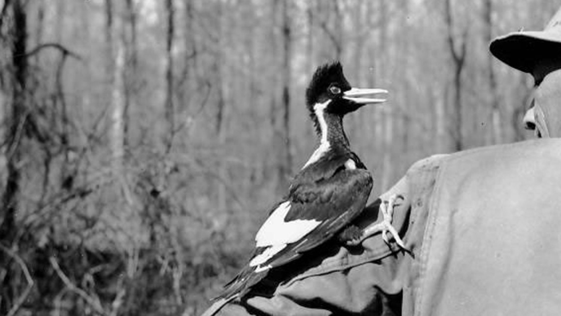 Nestling ivory-billed woodpecker on J.J. Kuhn, March 6, 1938