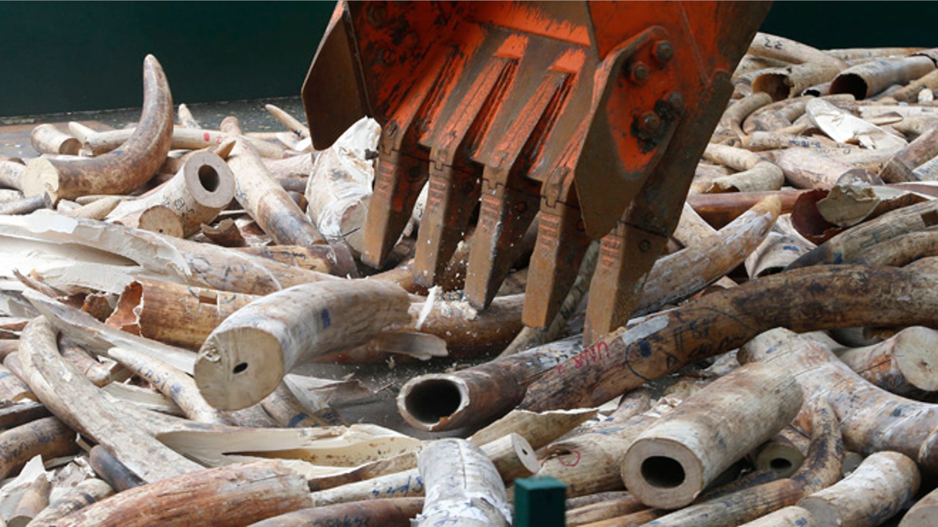 June 21, 2013: A back hoe crushes confiscated smuggled elephant tusks at the Parks and Wildlife center in Quezon City, Metro Manila.