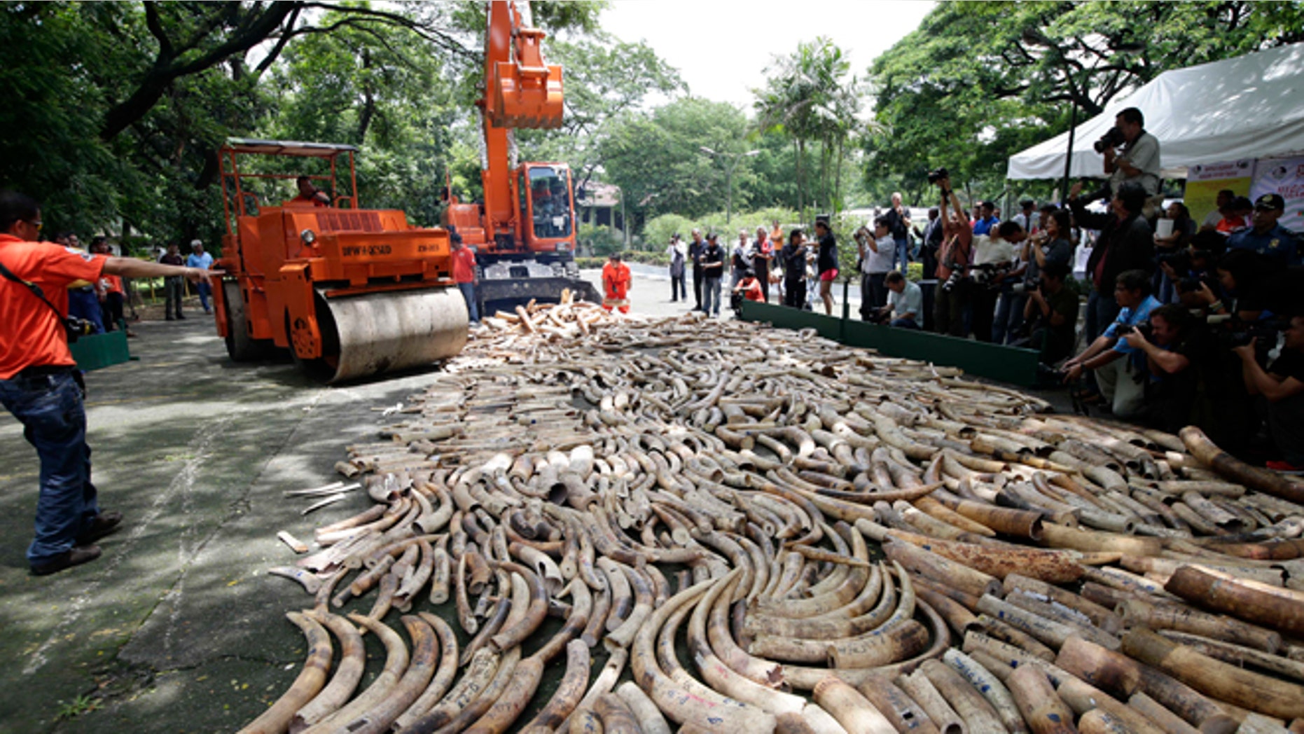 June 21, 2013: This file photo shows a steamroller and a backhoe used to crush seized elephant tusks during a destruction ceremony at the Protected Areas and Wildlife Bureau of the Department of Environment and Natural Resources in Quezon city, northeast of Manila, Philippines.