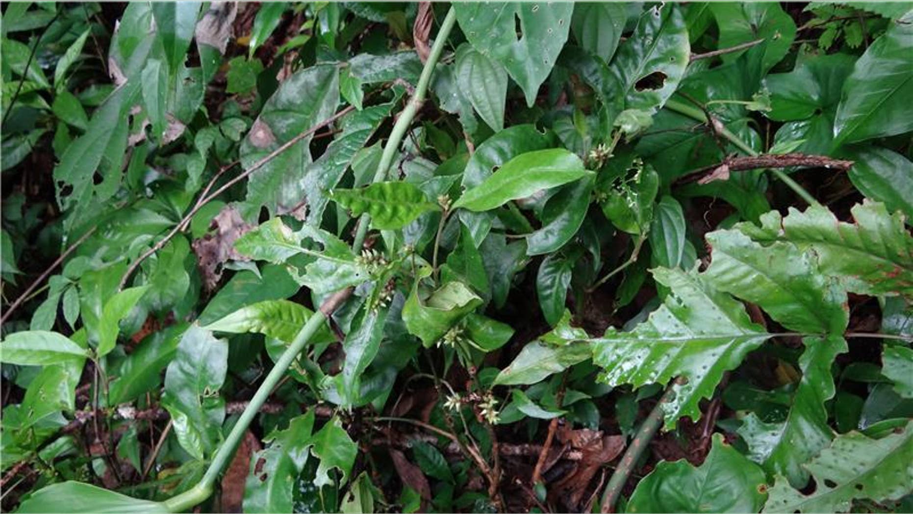 A Jamesbondia plant. (Taylor & Francis)