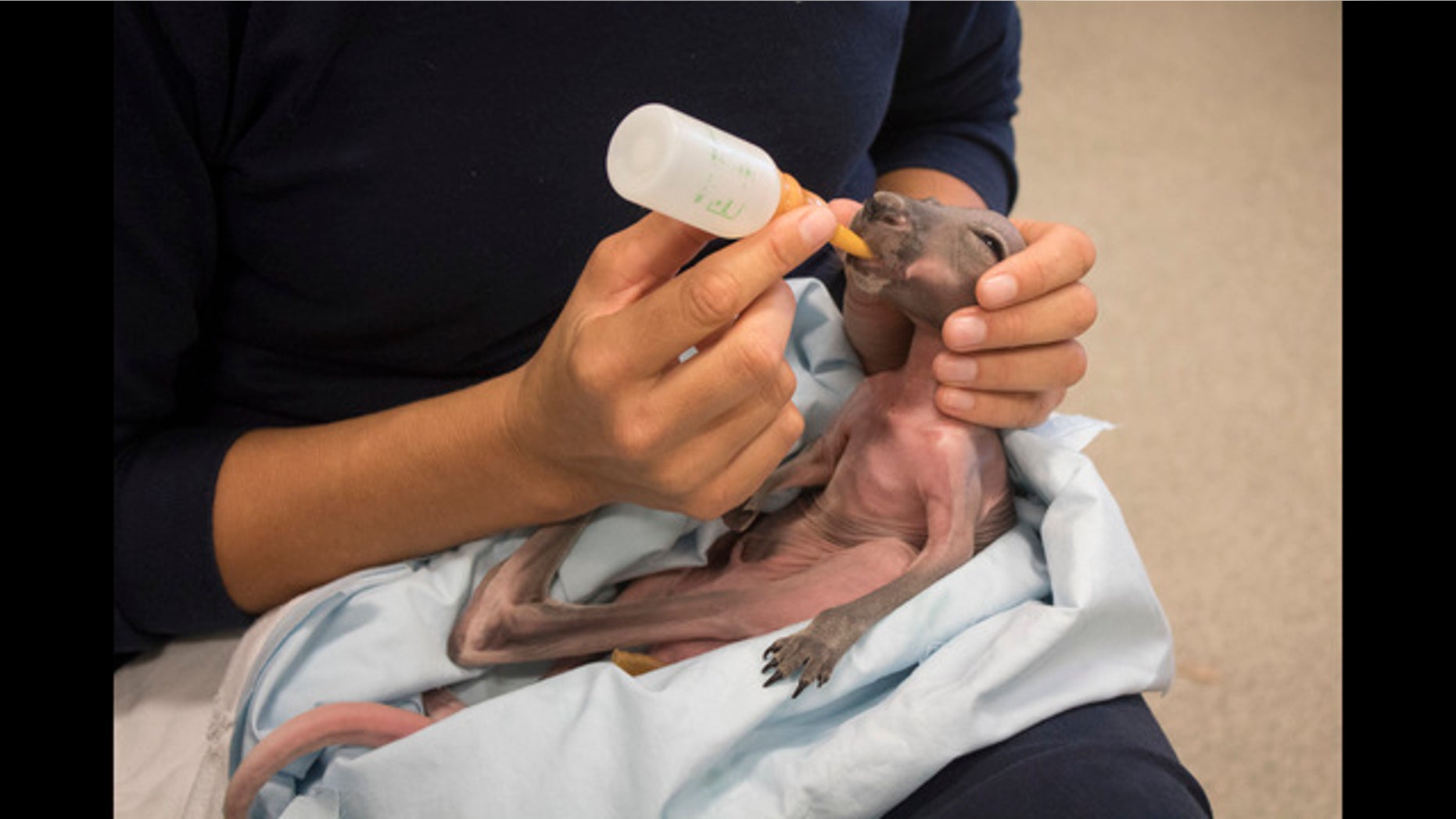 Baby kangaroo Lily was only taken out of incubation to be fed six times a day her first few weeks at the zoo after being separated from her mother. (Fox 35)