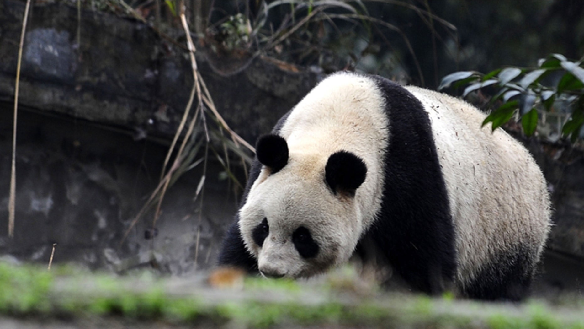 Two 5-year-old pandas are due to arrive at Tokyo's Ueno Zoo on Monday. They'll be the zoo's first since the 2008 death of its beloved giant panda Ling Ling.
