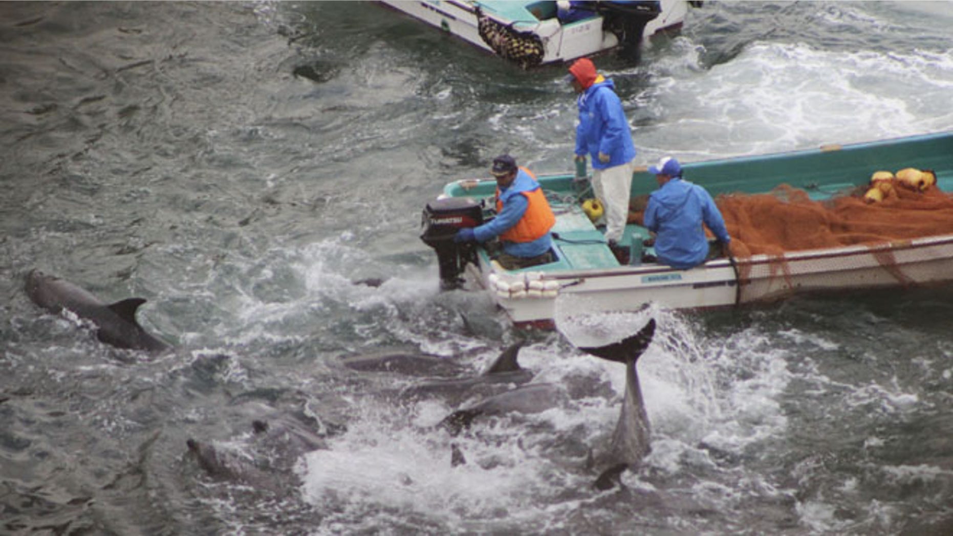 Jan. 20, 2014: In this photo provided by Sea Shepherd Conservation Society Tuesday, Jan. 21, 2014, fishermen on boats drive bottlenose dolphins away during the selection process in Taiji, western Japan.