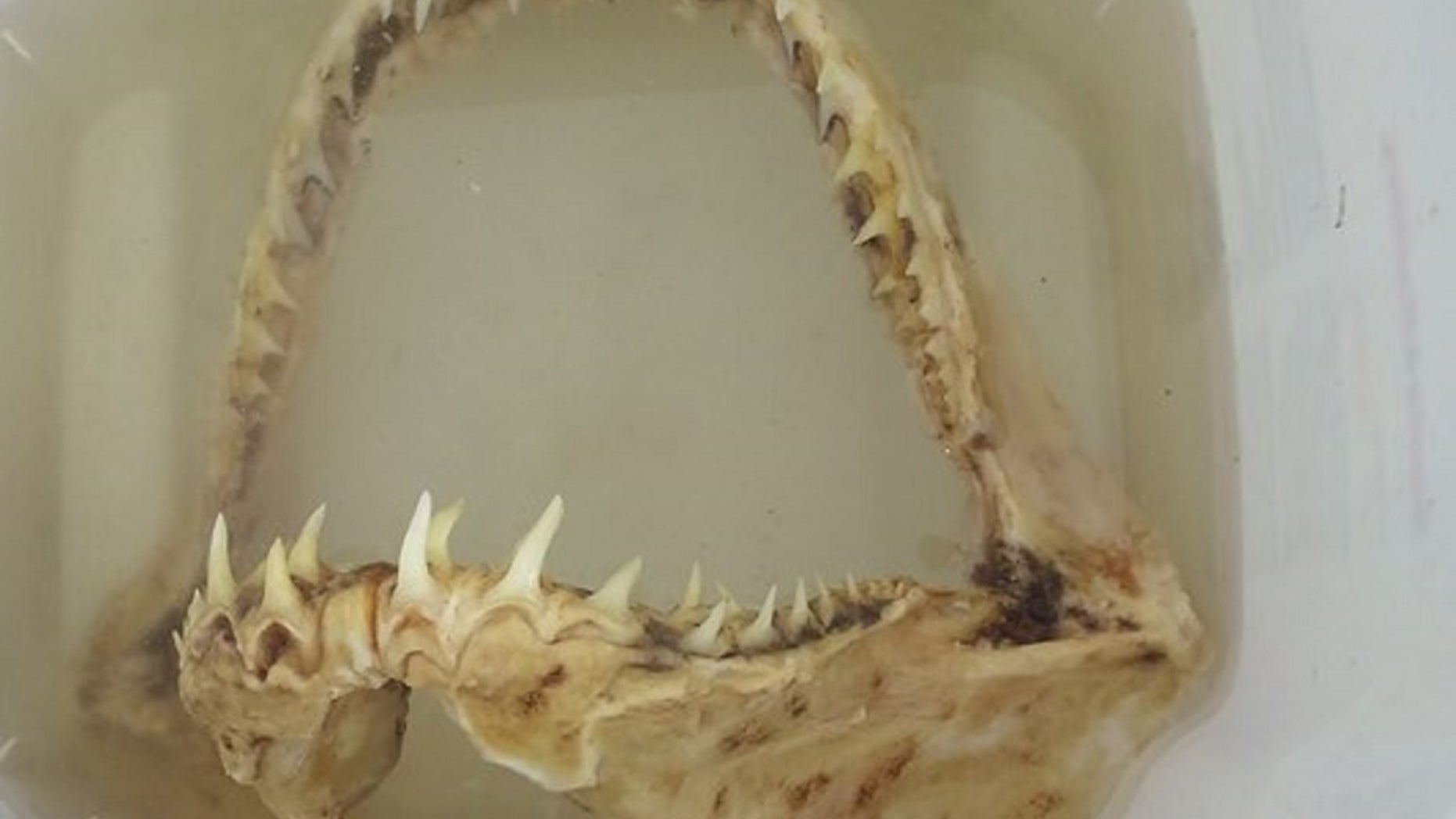 A Minnesota man caught a shark jawbone on the Mississippi River. The jawbone has been identified as coming from a sand tiger shark.