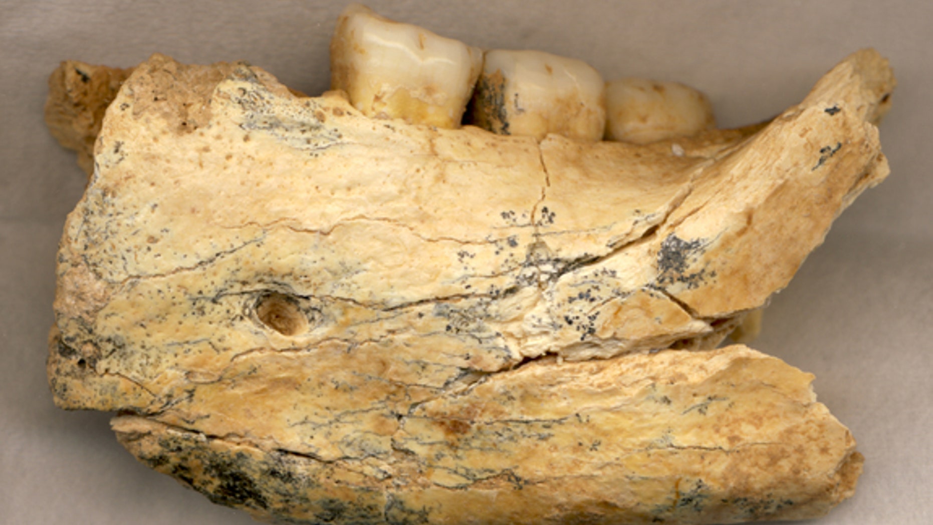 An ancient hominin jawbone unearthed in a Serbian cave may be more than half a million years old.