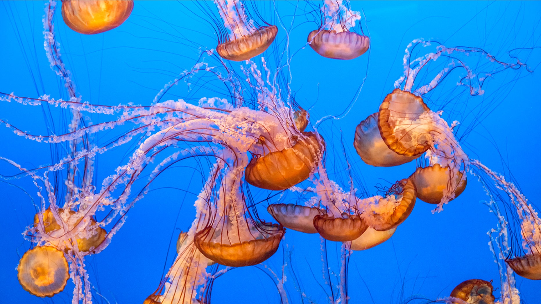 A group of Danish scientists created a process that turns jellyfish into crispy chips within a few days.