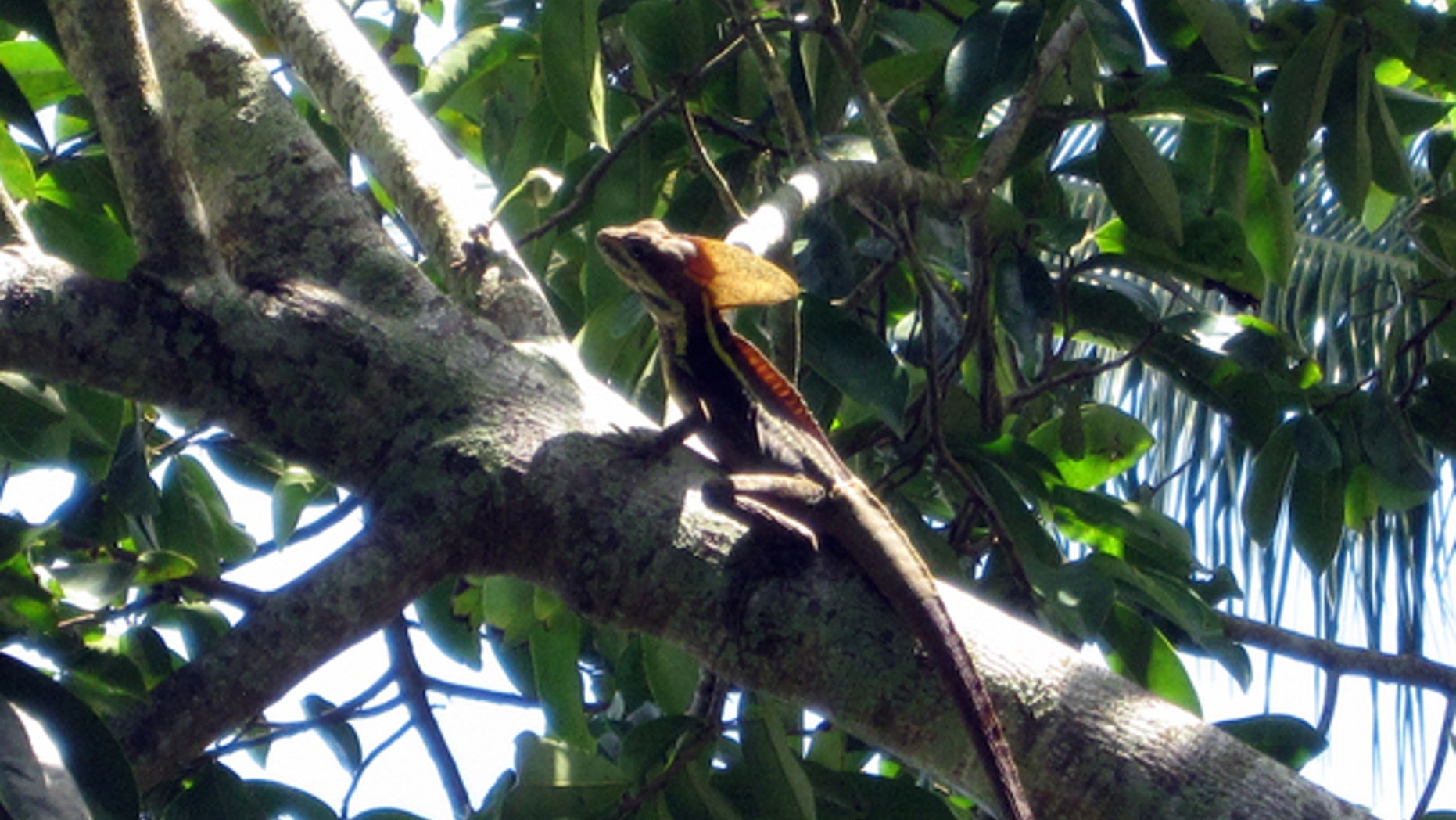 Modern-day Jesus lizards are about 2 feet long, but about two-thirds of that is tail, Conrad said. These long tails act as rudders and help the animals change direction.