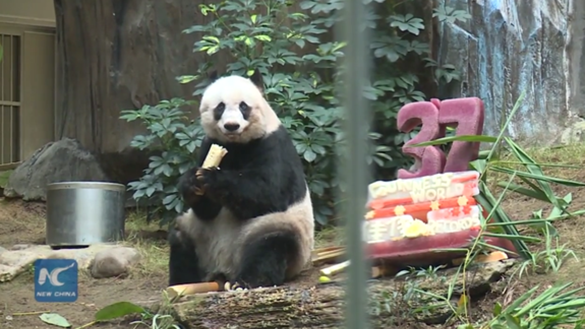 Jia Jia, born in 1978, was officially recognized on July 28, 2015 as "Oldest panda ever in captivity" and "Oldest panda living in captivity" by Guinness World Records