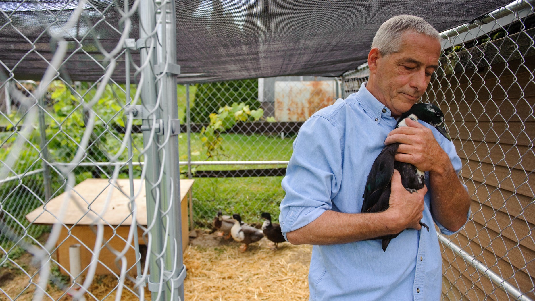 James Kistler of Delmont holds his pet duck Fred at his home on Wednesday, June 26, 2013. Brian F. Henry | Tribune-Review