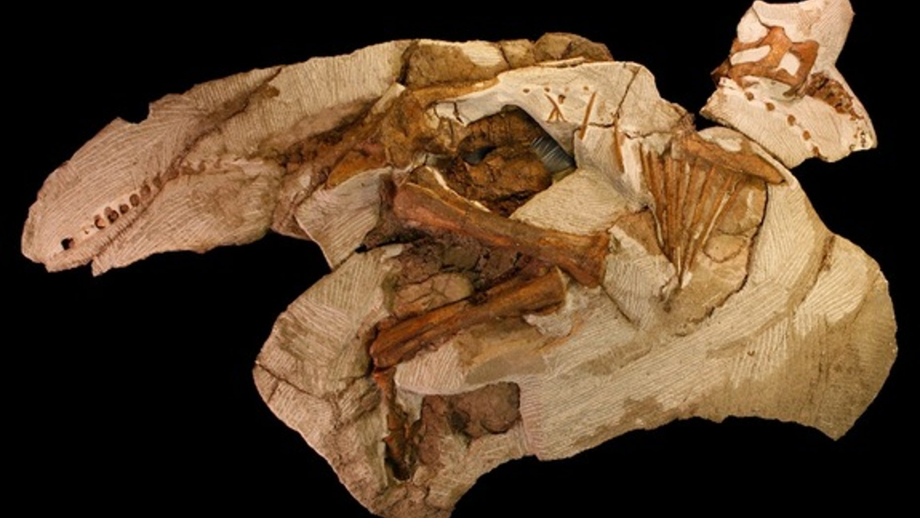 The skeleton of "Joe" is the smallest, most complete and youngest Parasaurolophus ever found.