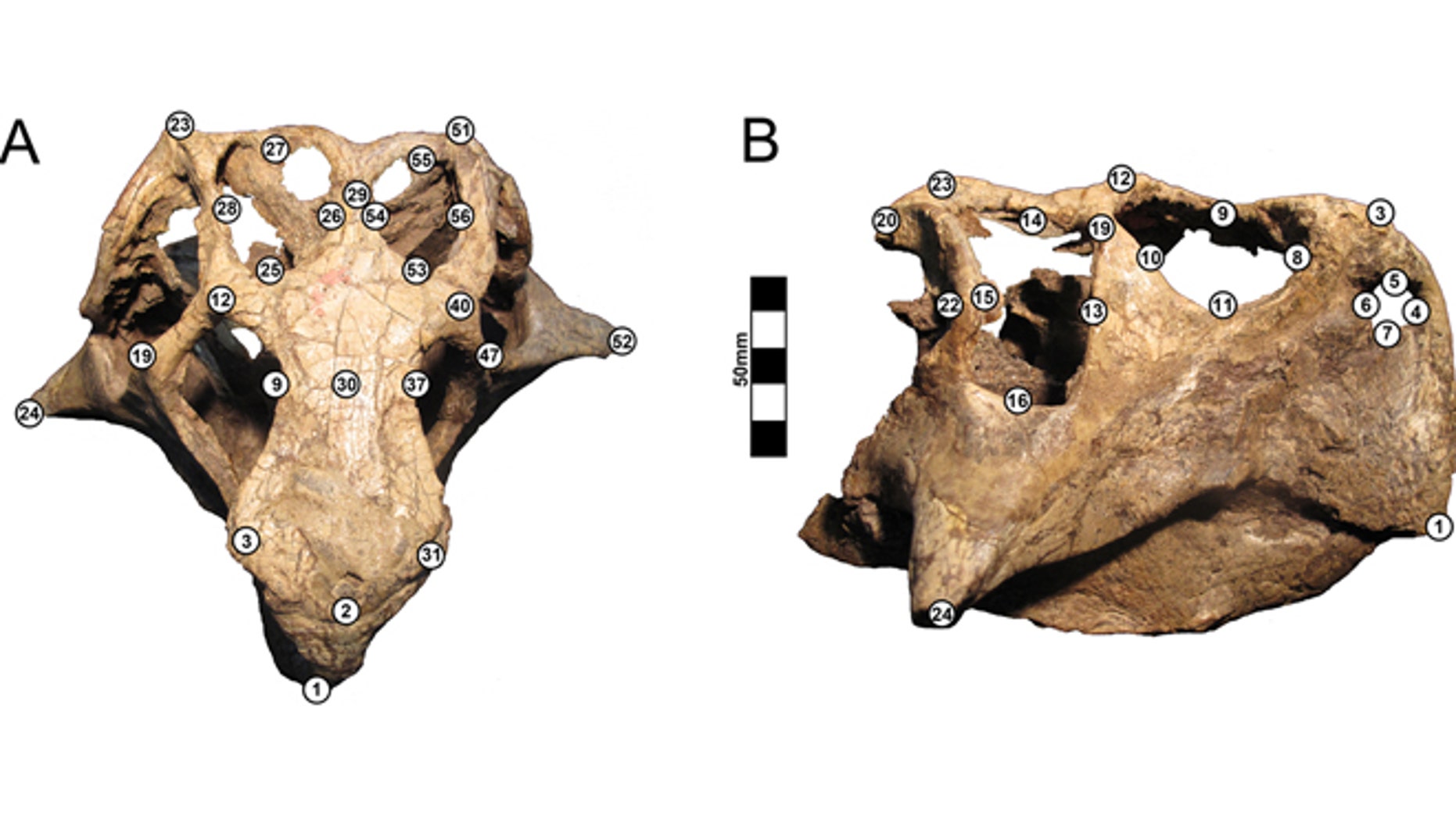 Three species of dinosaurs became one after a new study reanalyzed different specimens of each "species."