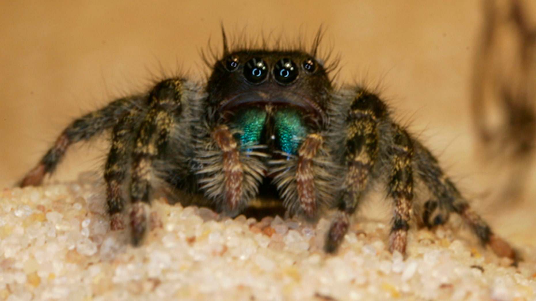 The inner workings of the brains of jumping spiders remained elusive until now.
