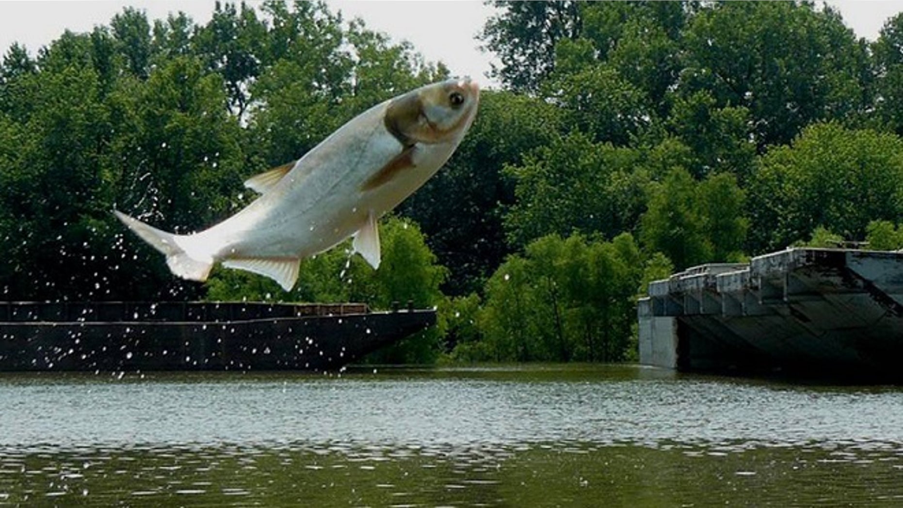 The Great Lakes Restoration Initiative is focusing on preventing invasive species, like asian carp, from entering the Great Lakes.