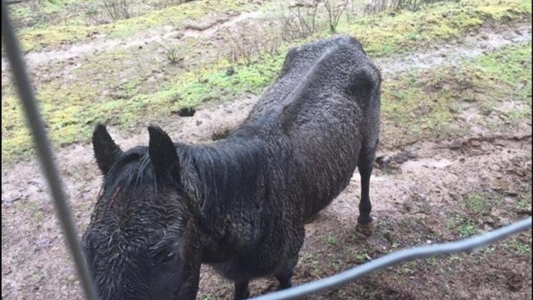 In this March 2017, Justice, an American Quarter Horse, was found to have been neglected for months by his owner in Cornelius, Oregon, a lawsuit alleges.
