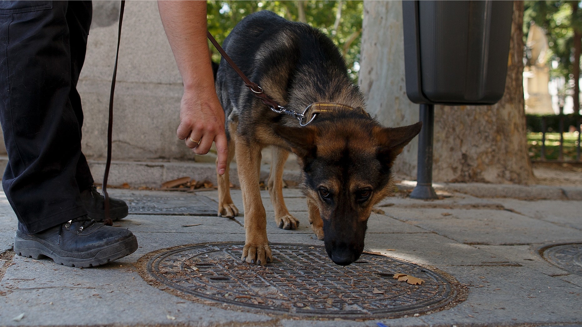 MADRID, SPAIN - JUNE 17: A policeman working with a police dog checks a manhole cover at Plaza de Oriente near the Royal Palace on June 17, 2014 in Madrid, Spain. Prince Felipe will be crowned Felipe VI of Spain on June 19th after his father King Juan Carlos abdicated on June 2. (Photo by Pablo Blazquez Dominguez/Getty Images)
