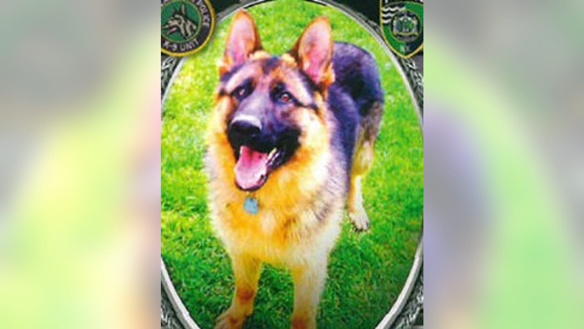 Rocky, a K9 officer with the Riverhead Police Department on Long Island, was killed early Sunday.
