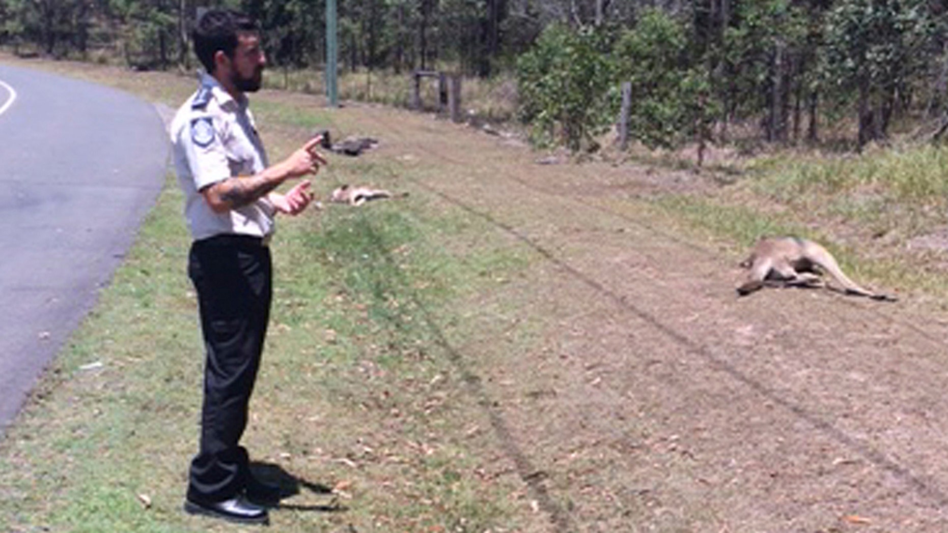 Feb. 1, 2016: This photo released the RSPCA in Queensland shows an RSPCA inspector photographing dead kangaroos lying on the roadside in the outskirts of Brisbane, Australia.