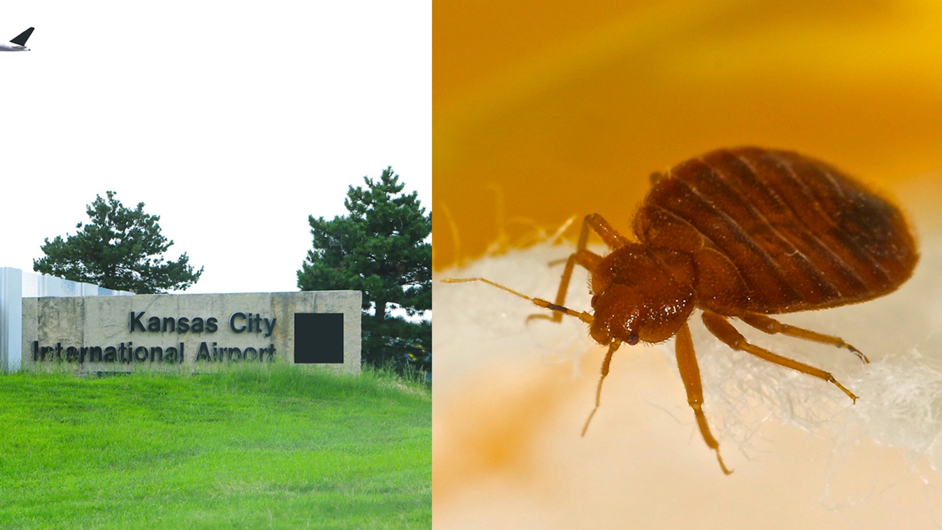 Airport staff found a live infestation of bed bugs on an upholstered chair in the Missouri airport.