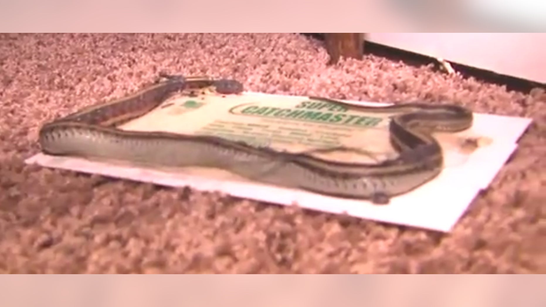 A snake caught in a trap at the home.