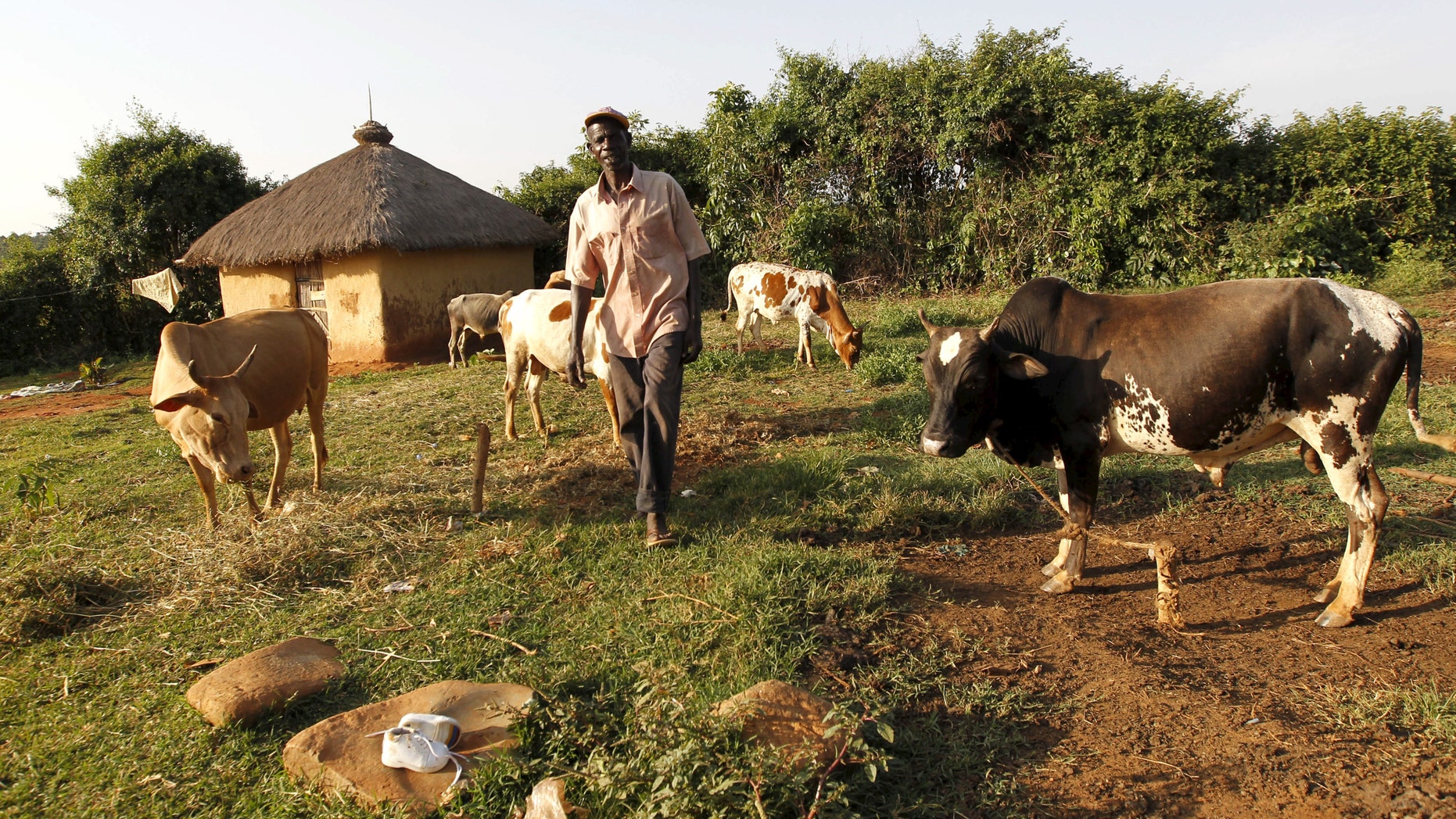 File photo - John Okoth, a 64-year-old herdsman and a farmer, tends to his cattle at his homestead in Kogelo, west of Kenya's capital Nairobi, July 14, 2015. (REUTERS/Thomas Mukoya)