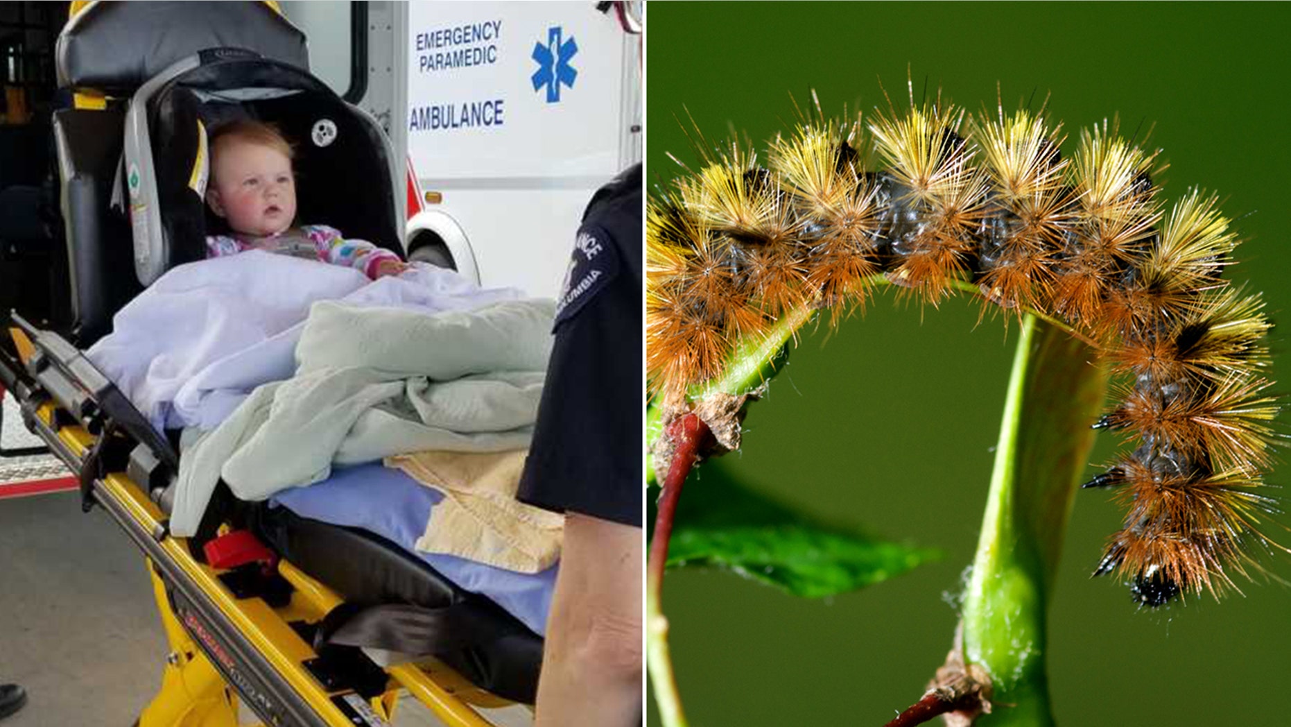 Kenzie Pyne, pictured on her way to a hospital in Victoria for emergency surgery, ate a caterpillar believed to be a silver spotted tiger moth, similar to the one pictured right.