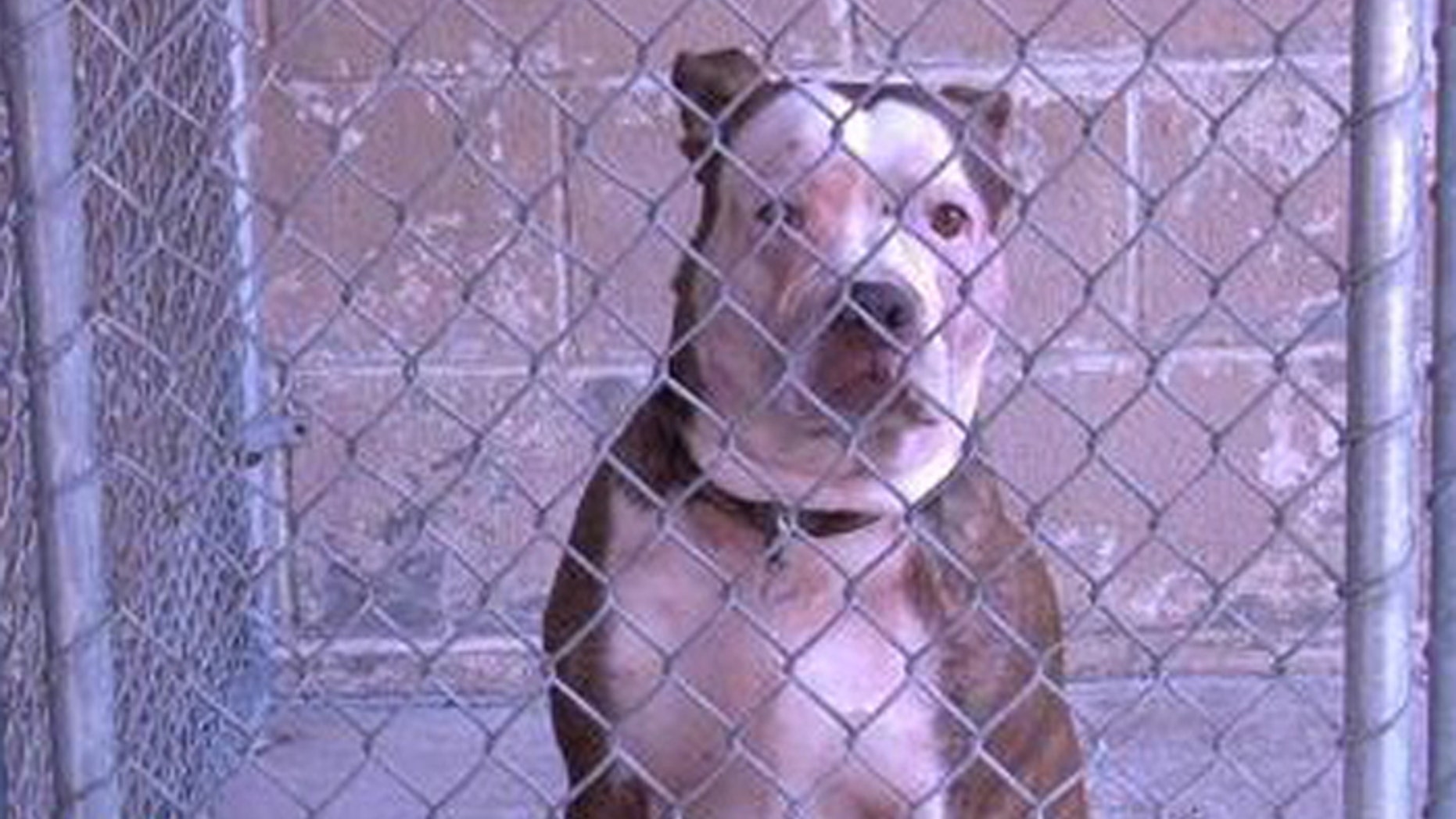 This pit bull has been quarantined after killing a man who was trying to revive its owner. (Courtesy: Ohio County, WV, Animal Control)