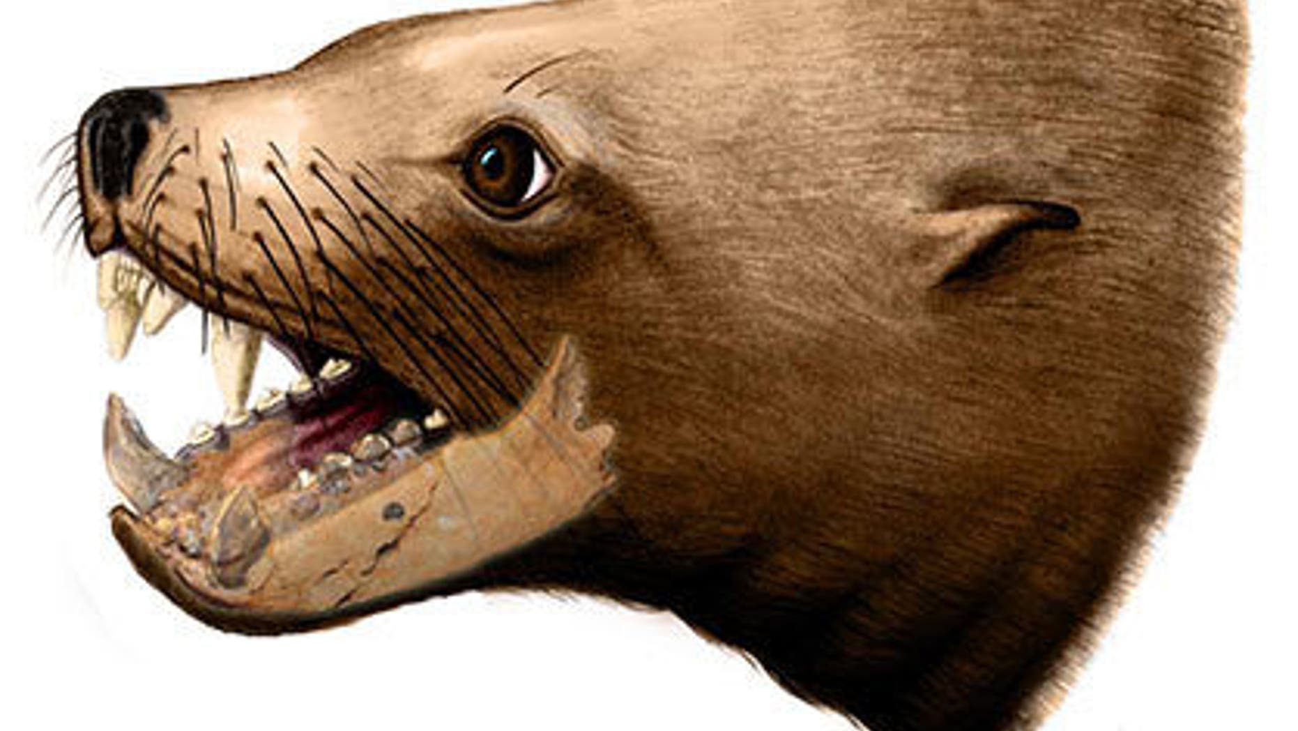 An artist's rendition of the extinct walrus, Pelagiarctos thomasi