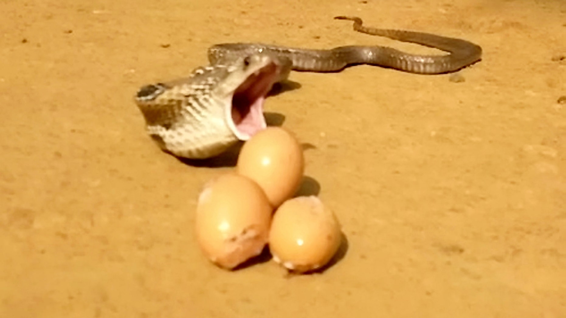 Video grab of a snake regurgitating seven eggs in Kerala, India. Sujith VP was called to remove the snake after it attacked a henhouse and proceeded to swallow eight eggs. The cobra was later filmed throwing up seven of those eight eggs.