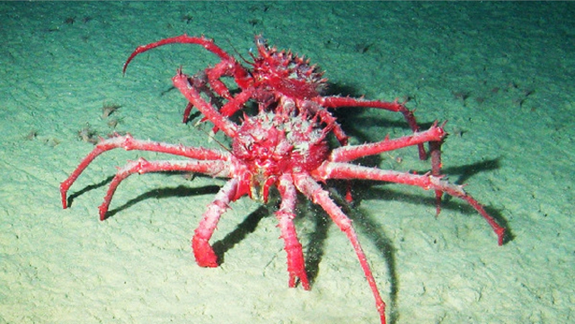 Two king crabs scuttle across the ocean floor.