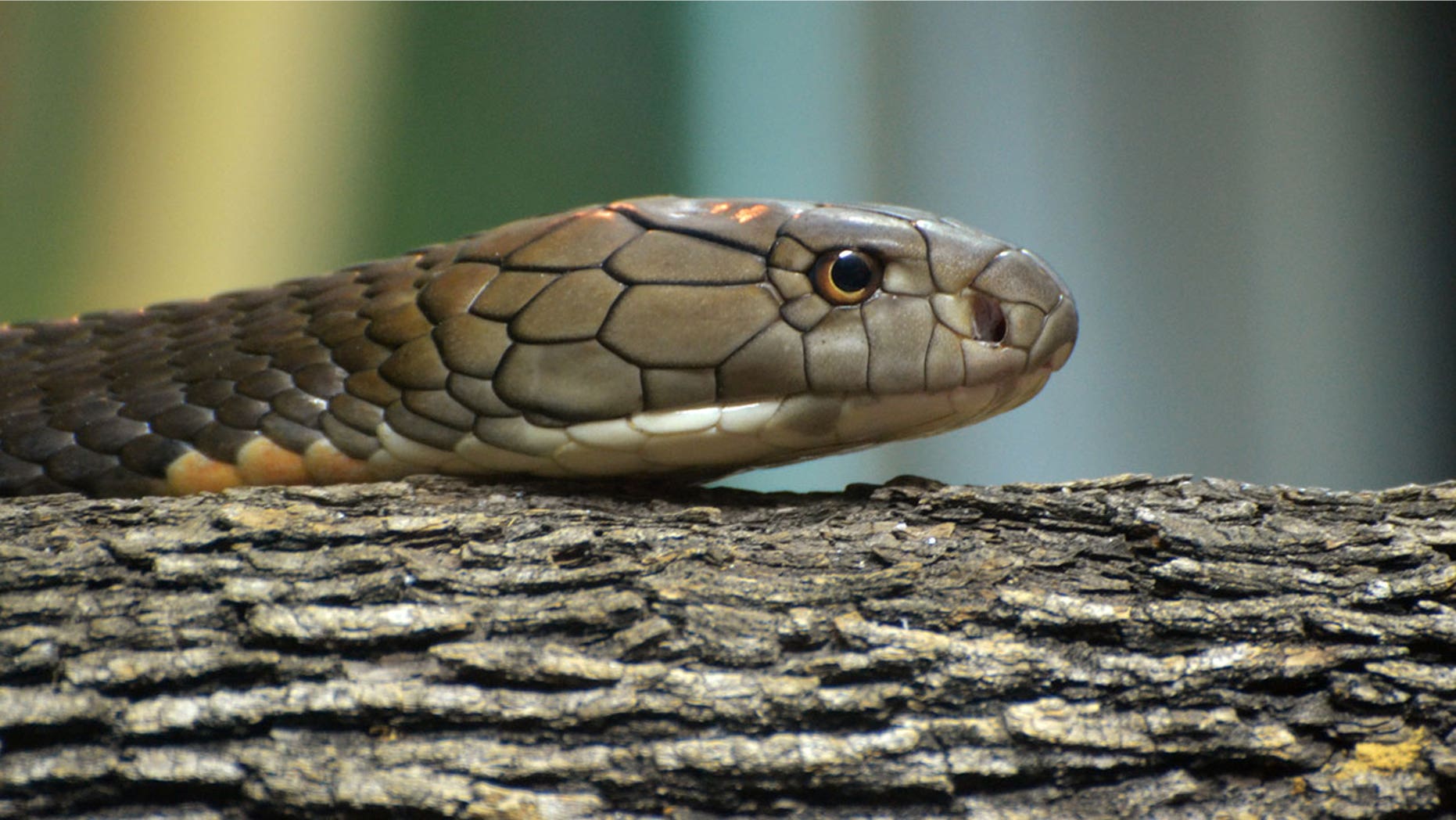 The snakes were found during an X-ray scan of a package at JFK’s International Mail Facility.