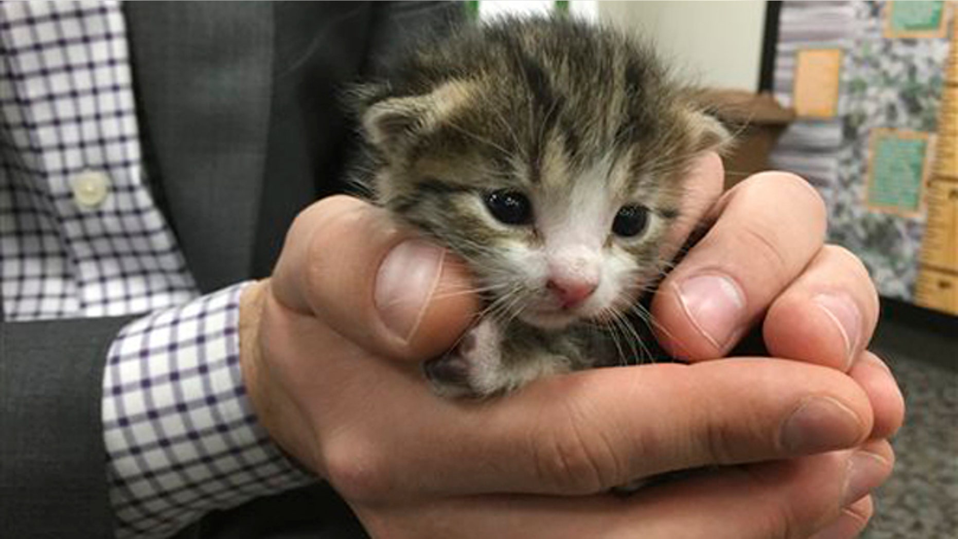 Dec. 15, 2015: A tiny kitten that was found on a conveyor belt and escaped potential death at recycling center in Galt, Calif. The tiny kitten now has a new home after being found at the Northern California recycling center.