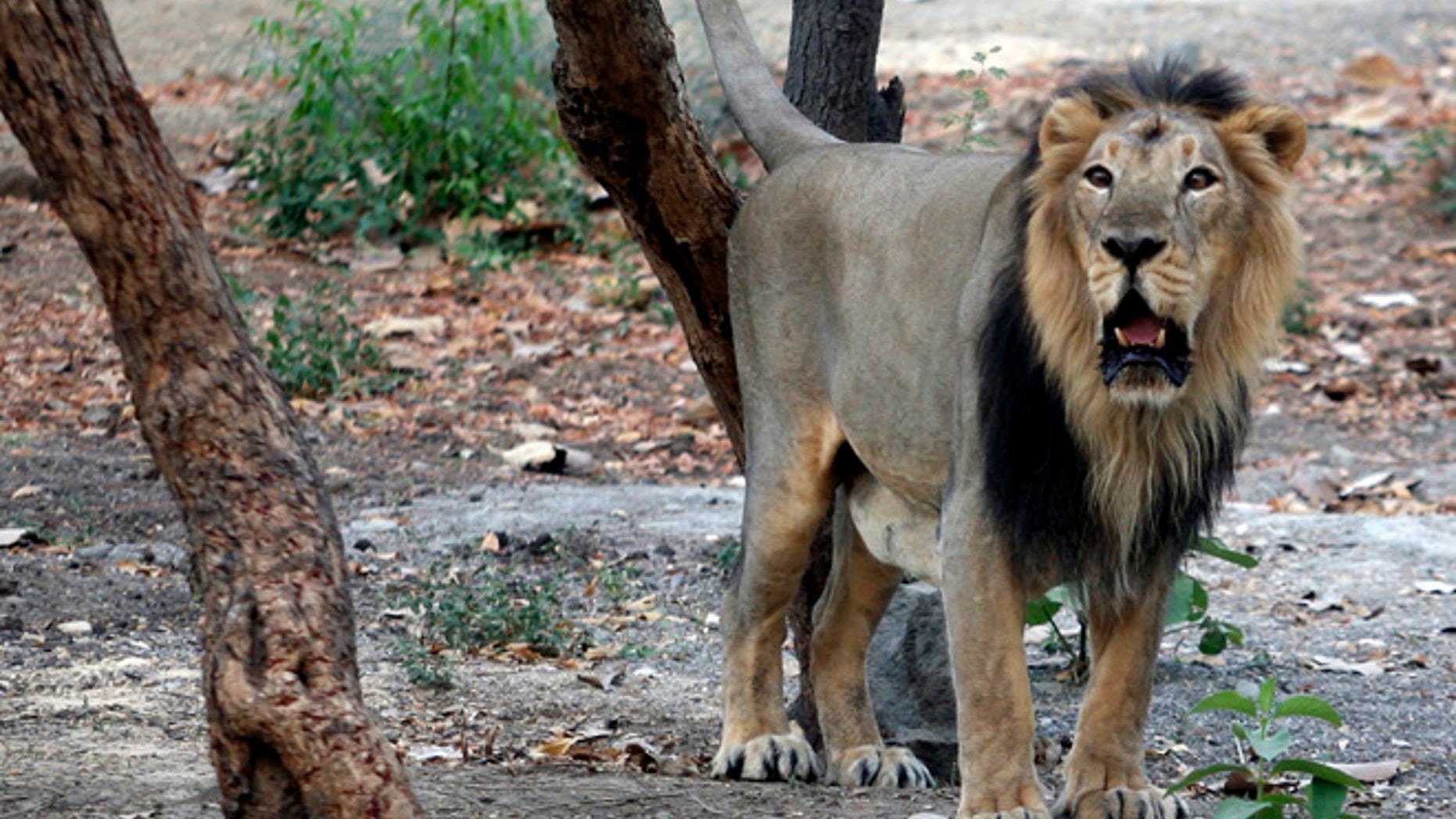 FILE: An Asiatic lion is seen in the west indian town of Ahmedabad