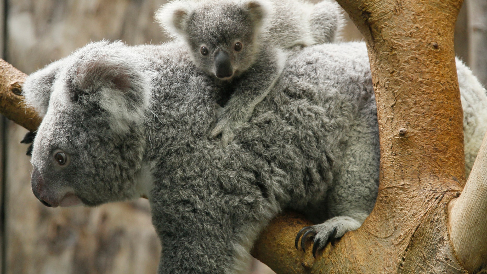 File photo: A koala joey hangs on its mother Goonderrah, the Aboriginal name for fighter, following a weighing procedure at the zoo in the western German city of Duisburg June 11, 2010. (REUTERS/Wolfgang Rattay)