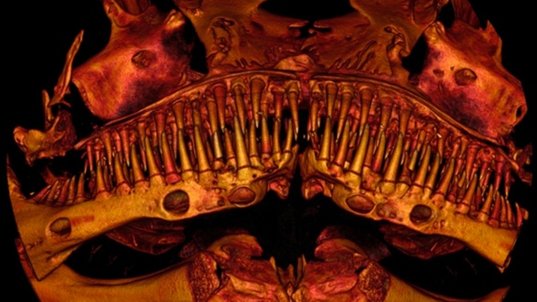 Here, a close-up scanned image of the bony structures in the toothy face of the catfish called <em>Kryptoglanis shajii</em> that lives in the Western Ghats mountains in India.