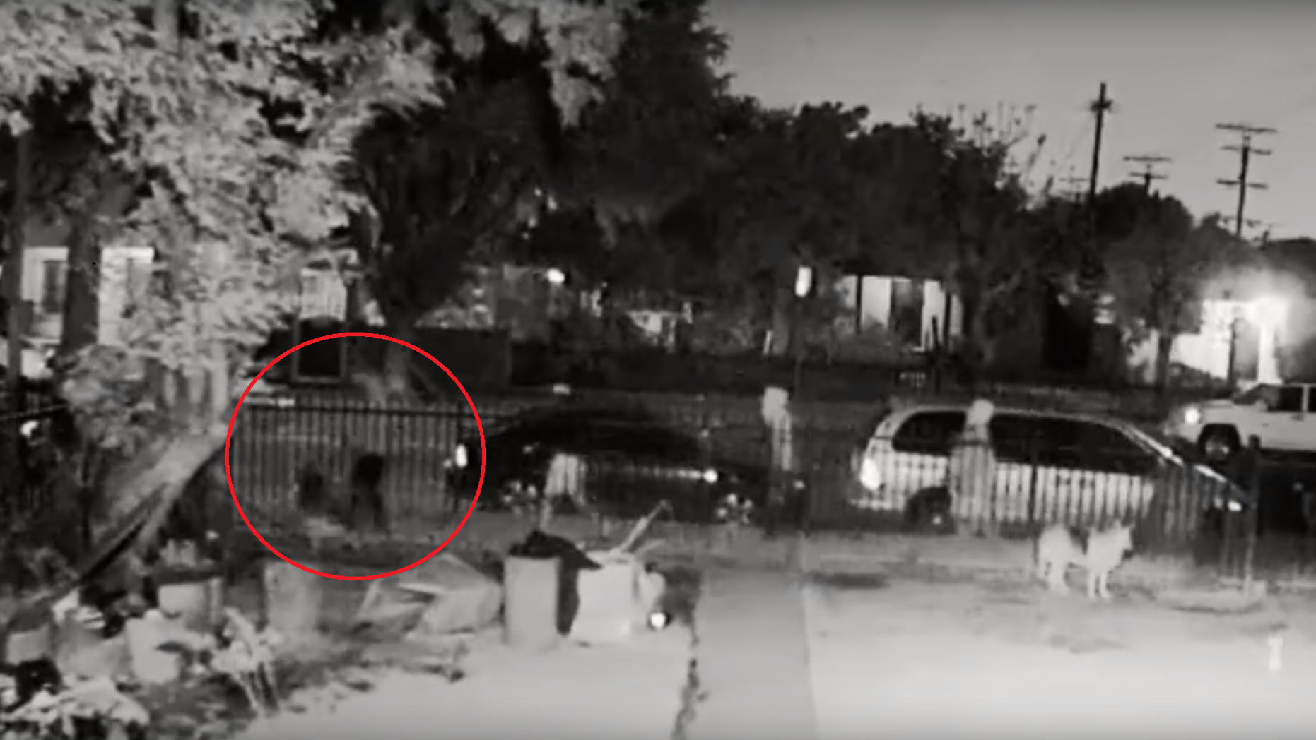 Four people are wanted after a gunman was captured on video shooting and killing a dog.