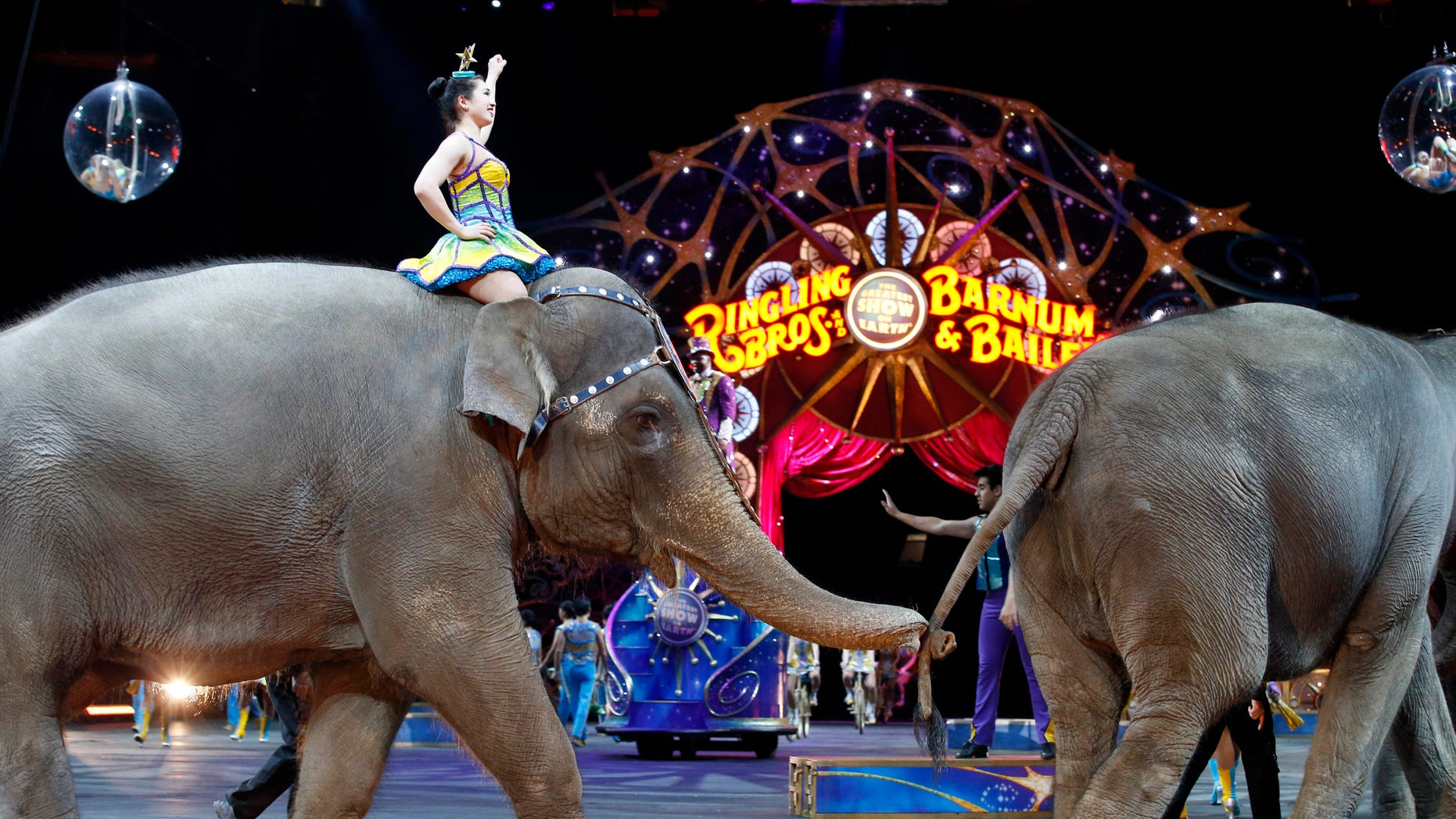 Elephants walk during a 2015 performance of the Ringling Bros. and Barnum & Bailey Circus.