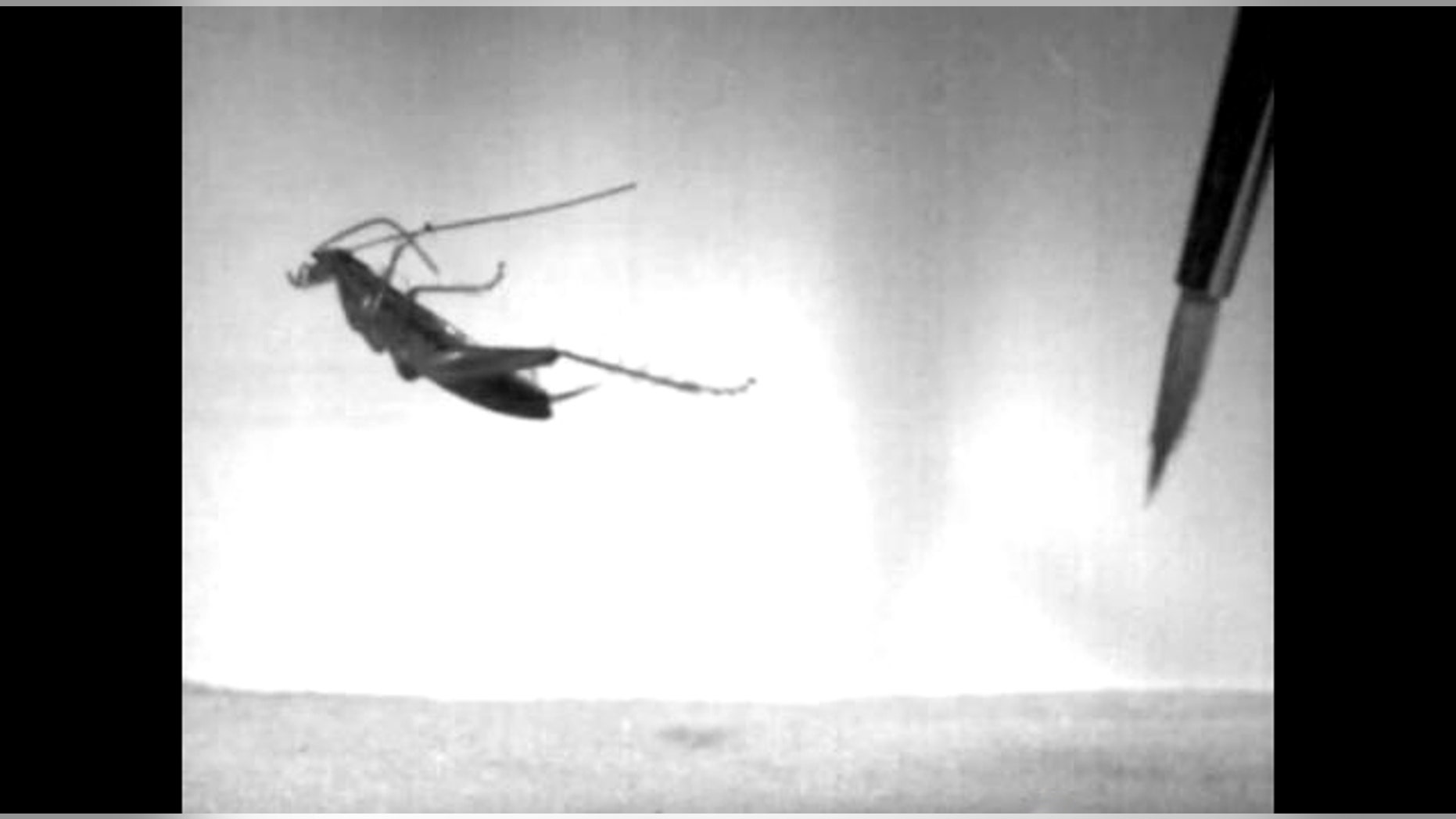 The South African leaproach can propel itself through the air and land nearly 50 body lengths away (roughly one foot), as seen in a video by researchers Malcolm Burrows and Mike Picker.