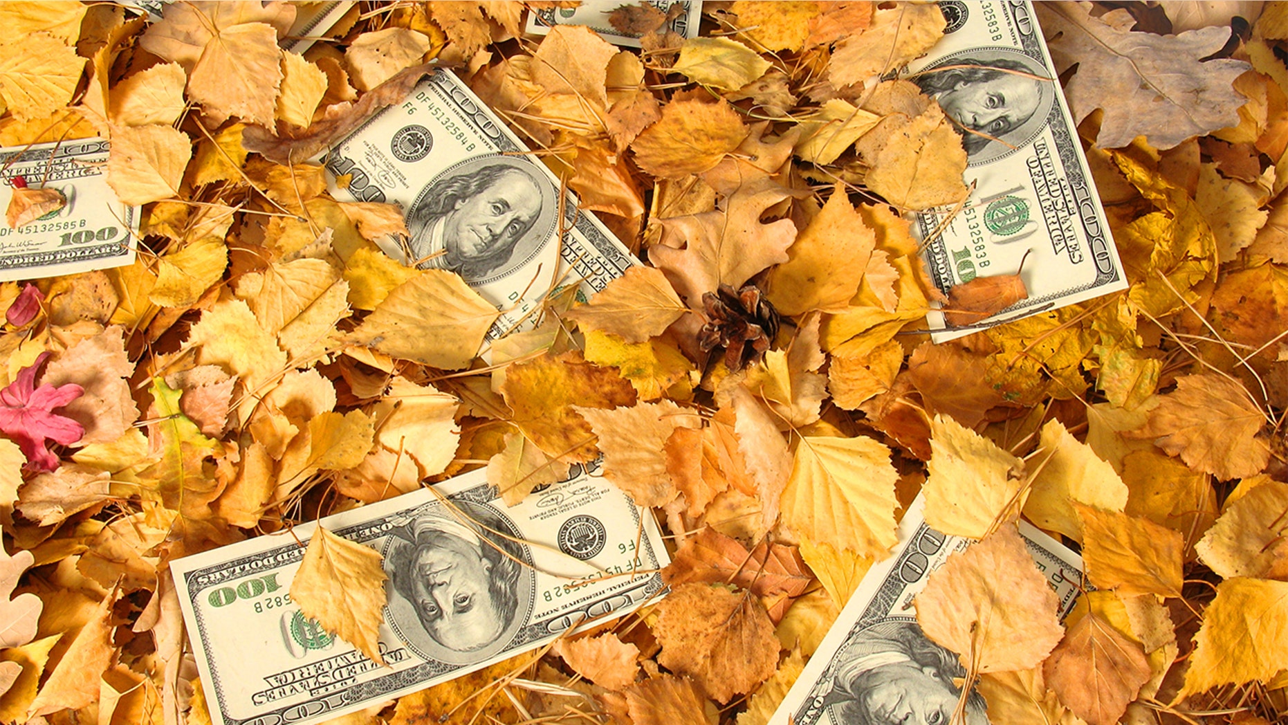 Perhaps money really does grow on trees.