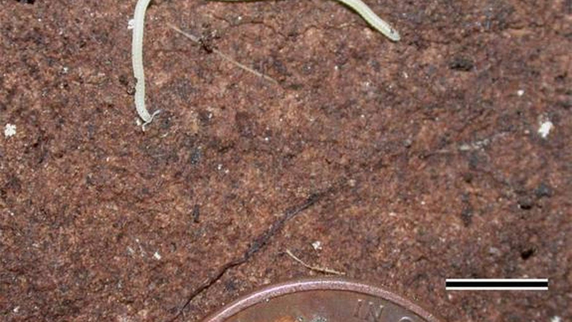 A white millipede named <em>lllacme plenipes</em> (Latin for "the pinnacle plentiful feet") and found only in a small area of Northern California sports 750 wiggling legs, making it the "leggiest" animal known. (Here, the entire millipede with