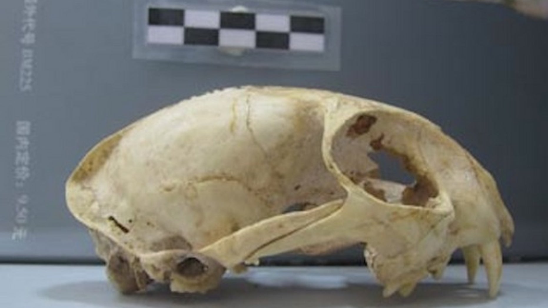 Side view of a domestic cat skull from the Neolithic site of Wuzhuangguoliang (Shaanxi, 3200-2800 B.C.).