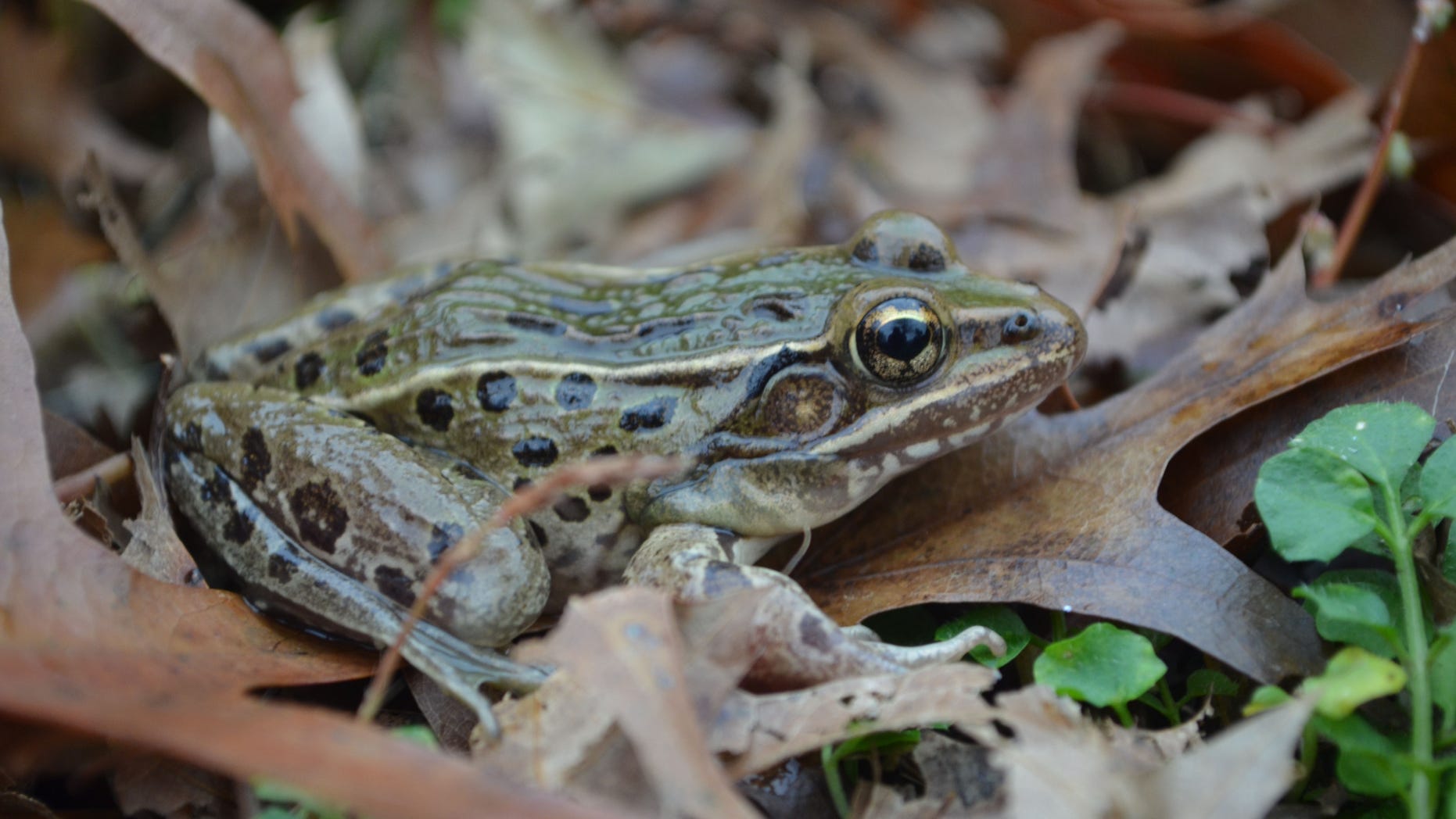 Mar. 14, 2012: Scientists have found a new type of leopard frog in the New York City area.