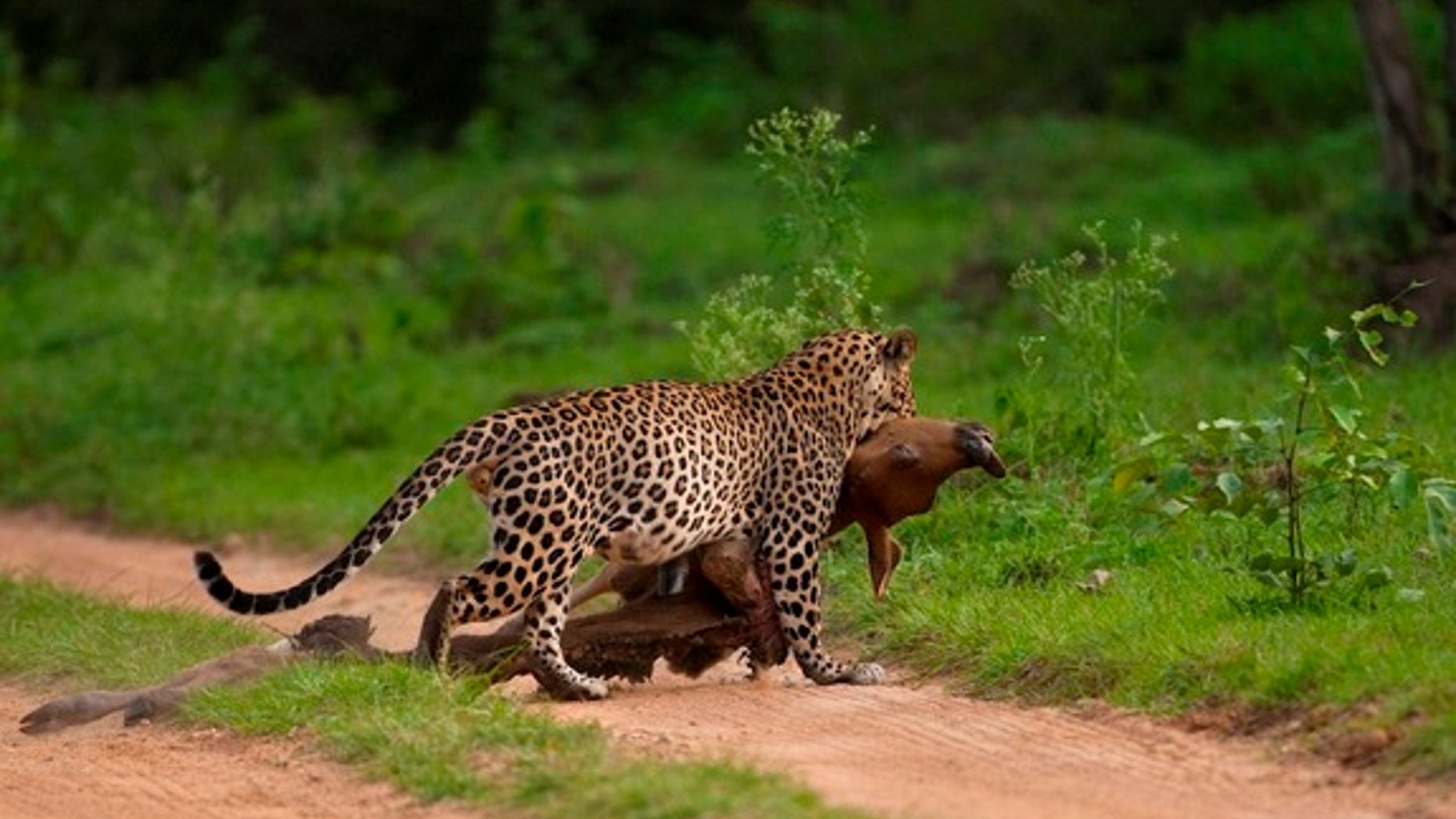 A leopard drags a bison calf to a safe spot in this photograph captured by a visitor to Bandipur Tiger Preserve in India.