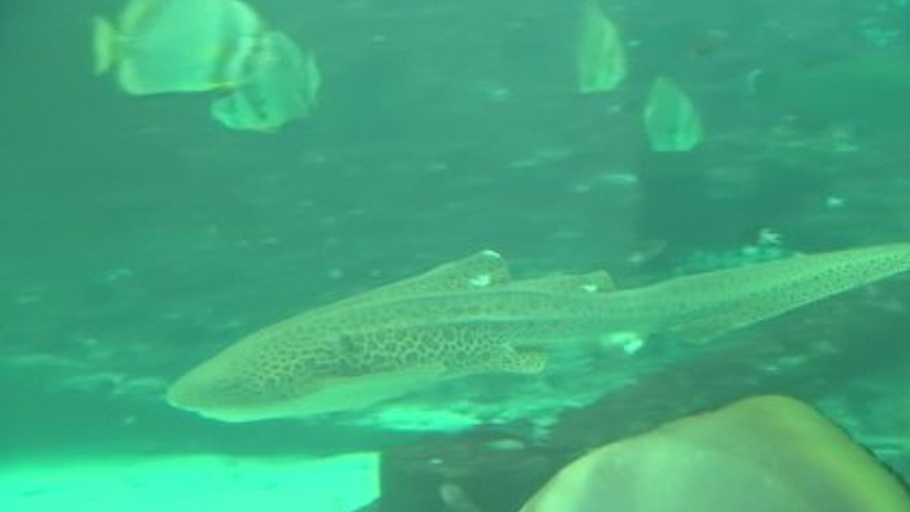Leopard shark Leonie (The University of Queensland)