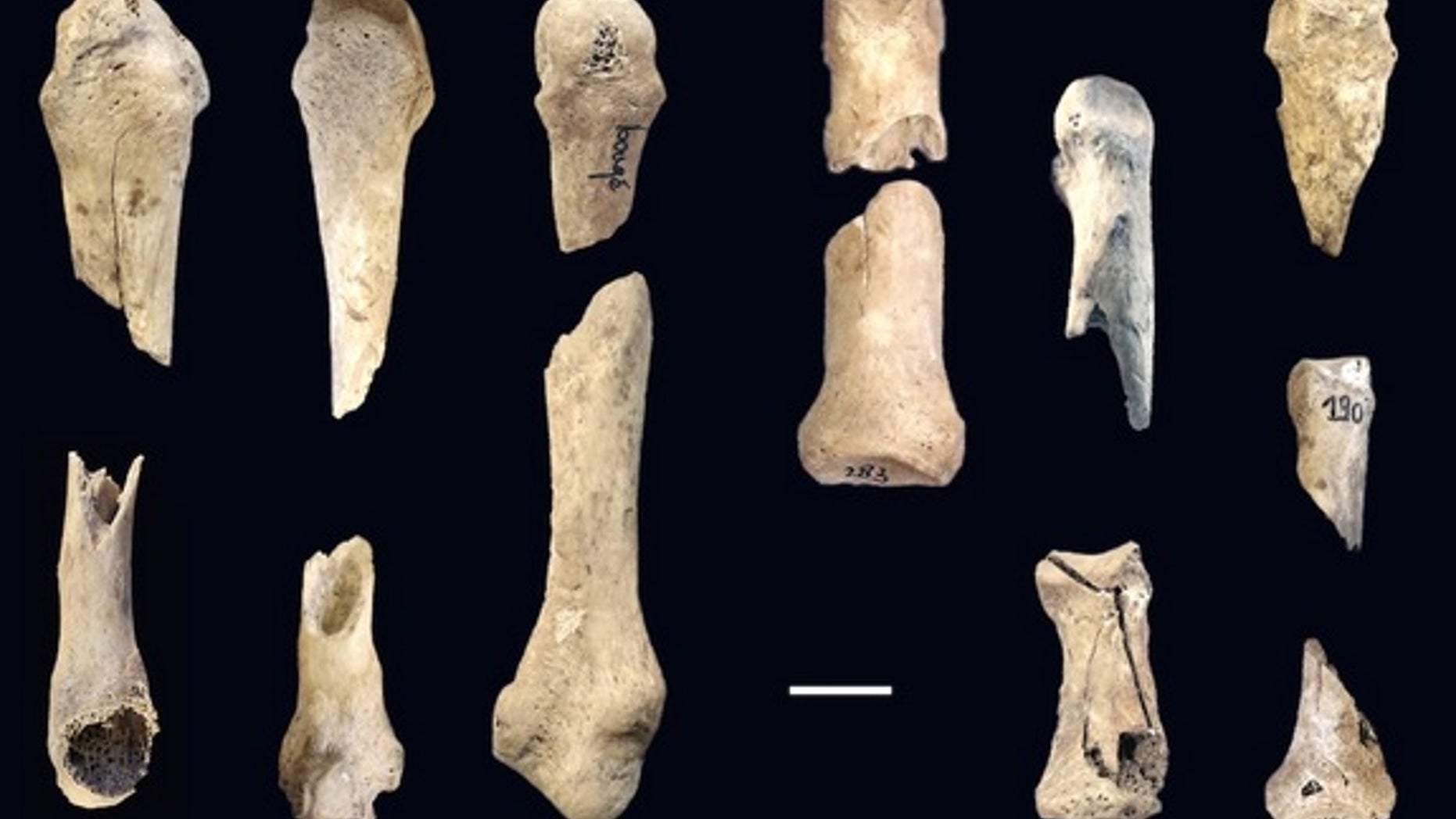 Here, another view of the limbs found in the 6,000-year-old pit in France.