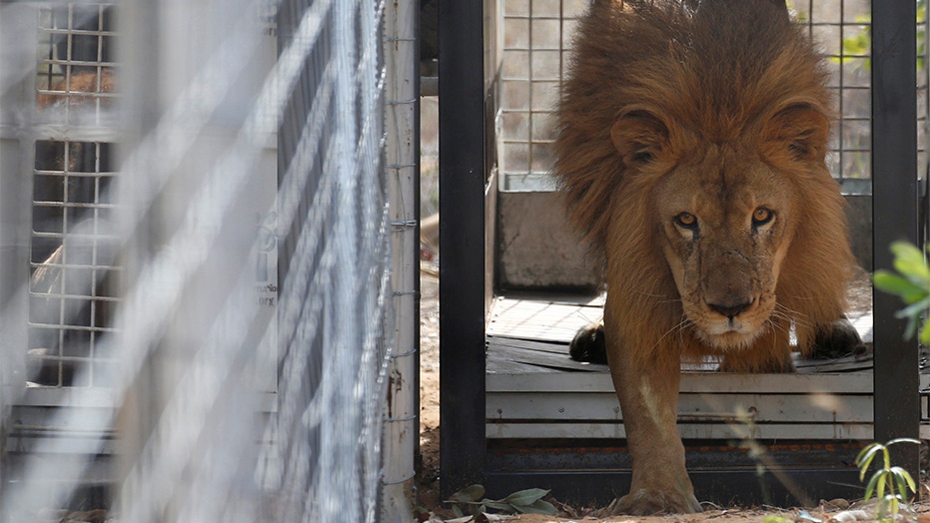 File photo - May 1, 2016: One of 33 lions rescued from circuses in Peru and Columbia is released at its final destination: an animal sanctuary in South Africa's Limpopo province. A man was attacked by a lion at another game reserve in the region on Monday, police said.